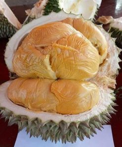bibit durian musang king bibit durian bibit durian musangking Sumatra Barat