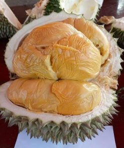 bibit durian musang king bibit durian bibit durian musangking Tidore Kepulauan