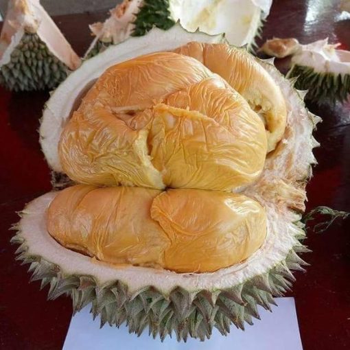 bibit durian musang king bibit durian bibit durian musangking Tidore Kepulauan