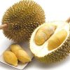 bibit durian musang king dari stek unggul dan murah duren musangking murah Pagaralam