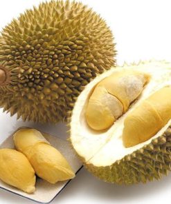 bibit durian musang king dari stek unggul dan murah duren musangking murah Pagaralam