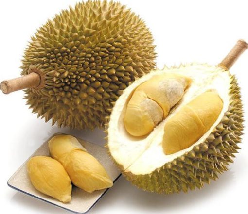 bibit durian musang king dari stek unggul dan murah duren musangking murah Pagaralam