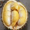 bibit durian musang king kaki 3 bibit durian musang king bibit durian Kalimantan Timur