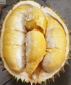 bibit durian musang king kaki 3 bibit durian musang king bibit durian Kalimantan Timur