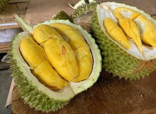 bibit durian musang king kaki 3 tinggi 1 1 5 meter Bekasi