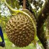 bibit durian musang king kaki tiga kualitas super Jawa Tengah