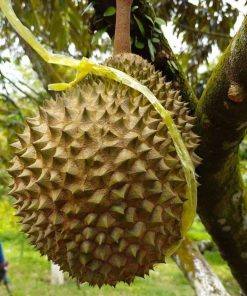 bibit durian musang king kaki tiga kualitas super Jawa Tengah