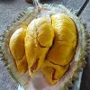 bibit durian musang king kaki tiga Pekanbaru