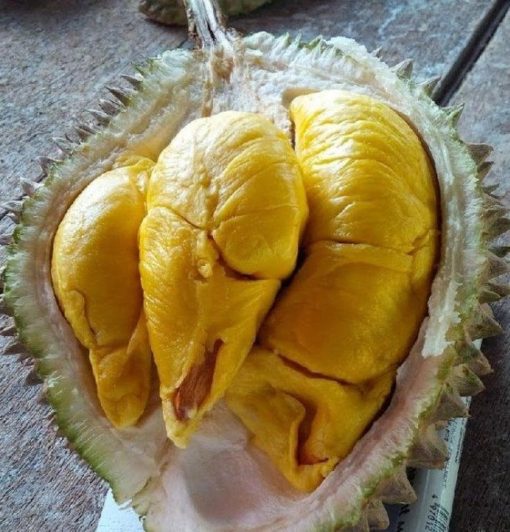 bibit durian musang king kaki tiga Pekanbaru