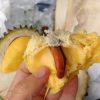 bibit durian musang king okulasi super Pematangsiantar