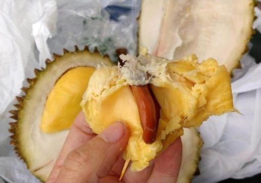bibit durian musang king okulasi super Pematangsiantar