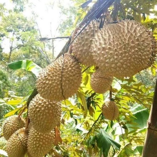bibit durian musangking berkualitas unggul Palopo