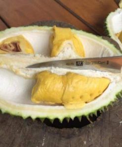 Bibit Durian Musangking Dijamin Valid Asli Kapuas Hulu