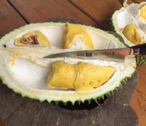 Bibit Durian Musangking Dijamin Valid Asli Kapuas Hulu