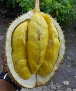 Bibit Durian Musangking Dijamin Valid Asli Rote Ndao