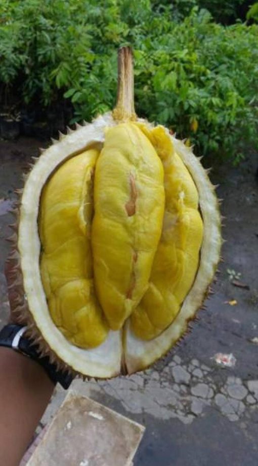 Bibit Durian Musangking Dijamin Valid Asli Rote Ndao