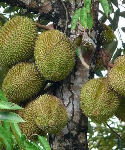 bibit durian musangking hasil okulasi cepat berbuah Jambi