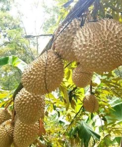 bibit durian musangking kaki tunggal berkualitas unggul Bitung