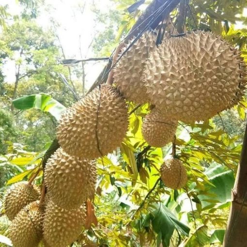 bibit durian musangking kaki tunggal berkualitas unggul Bitung