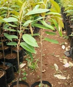 Bibit Durian Musangking Kaki Tunggal Bolaang Mongondow Timur