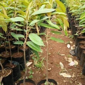 Bibit Durian Musangking Kaki Tunggal Bolaang Mongondow Timur