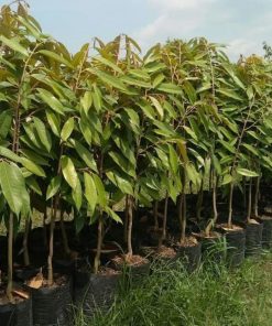 bibit durian musangking Kalimantan Timur