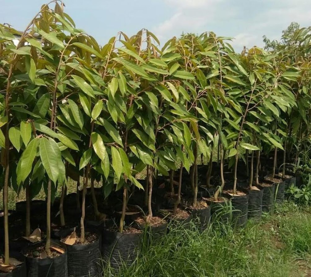 Gambar Produk bibit durian musangking Kalimantan Timur