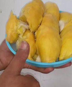 Bibit Durian Musangking Okulasi Aceh Tenggara