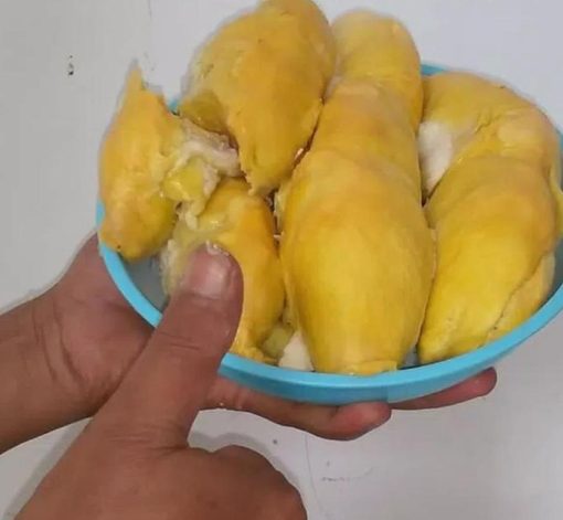 Bibit Durian Musangking Okulasi Aceh Tenggara