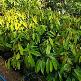 Bibit Durian Musangking Okulasi Garut
