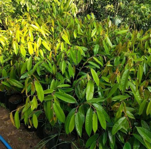 Bibit Durian Musangking Okulasi Garut