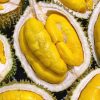 bibit durian musangking okulasi genjah cepat berbuah Sulawesi Selatan