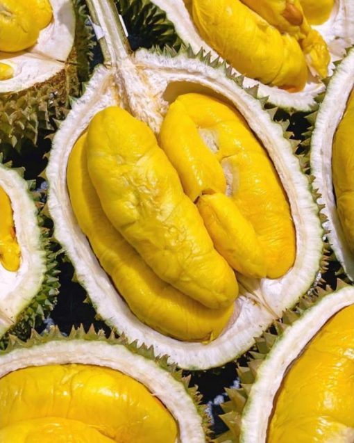 bibit durian musangking okulasi genjah cepat berbuah Sulawesi Selatan