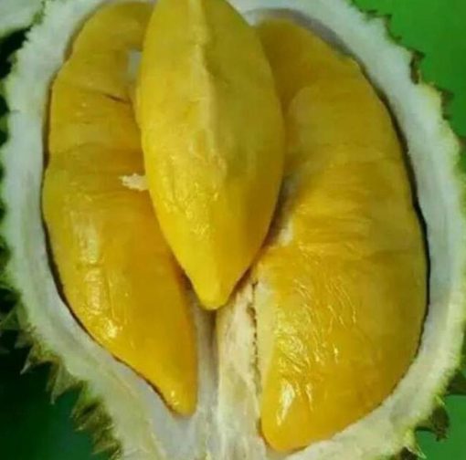 Bibit Durian Musangking Okulasi Terbaik Halmahera Barat