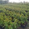 Bibit Durian Musangking Okulasi Terlaris Muna