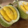 bibit durian musangking Payakumbuh