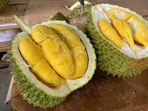 bibit durian musangking Payakumbuh