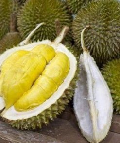 Bibit Durian Musangking Supeer Maluku Tenggara Barat