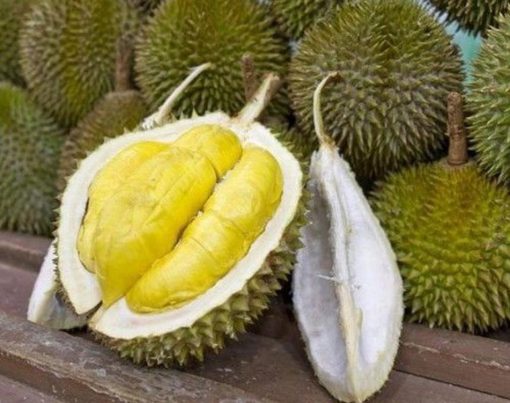 Bibit Durian Musangking Supeer Maluku Tenggara Barat