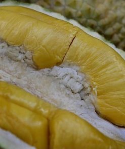 bibit durian musangking unggul Jawa Barat