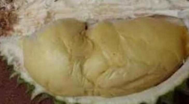 Bibit Durian Namlung Buah Pohon Aceh Jaya