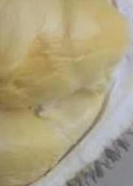Bibit Durian Namlung Buah Tnm Cumasi Teluk Wondama