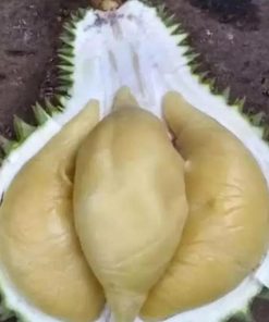 Bibit Durian Namlung Kendari