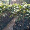 Bibit Durian Namlung Okulasi Mudah Berbuah Siap Dikebunkan Sabang