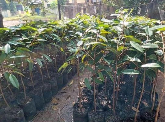 Bibit Durian Namlung Okulasi Mudah Berbuah Siap Dikebunkan Sabang