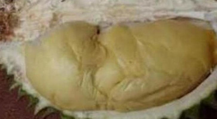 Bibit Durian Namlung Pohon Dicari Kuningan