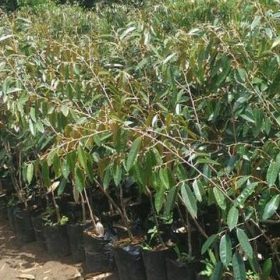 Bibit Durian Namlung Pohon Petaling Karimun