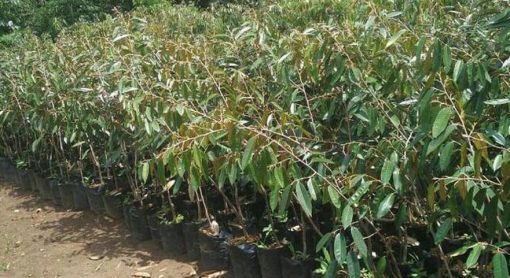 Bibit Durian Namlung Pohon Petaling Karimun
