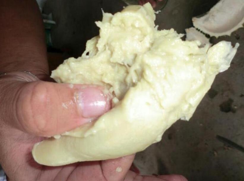 Gambar Produk Bibit Durian Namlung Pohon Petaling Muna