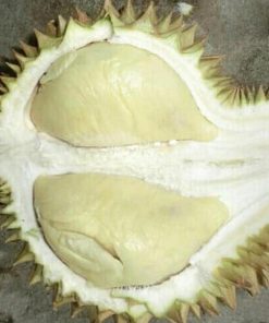 Bibit Durian Namlung Pohon Petaling Tapanuli Tengah